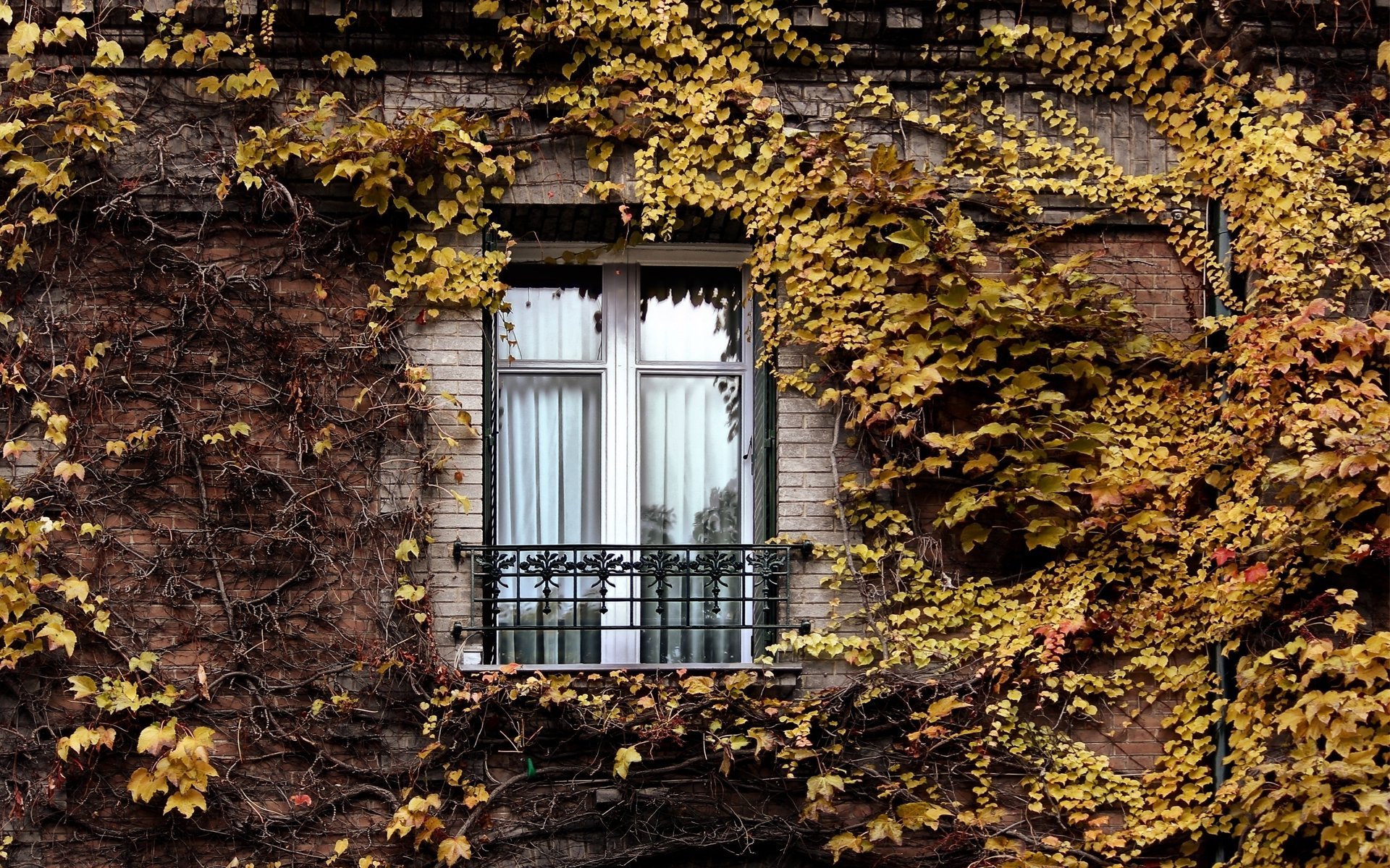 fenster efeu paris herbst