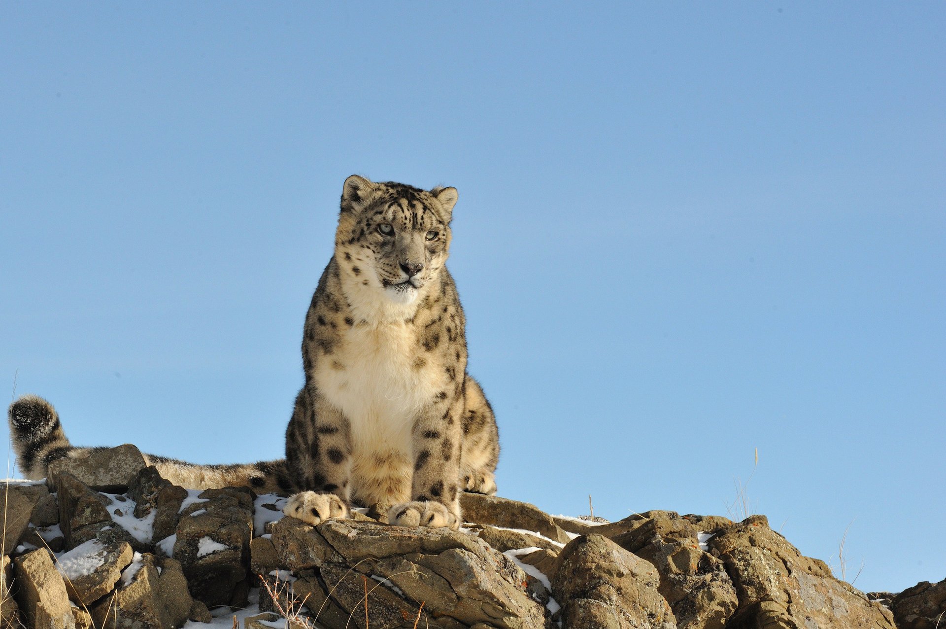 léopard des neiges nature irbis pierres chat