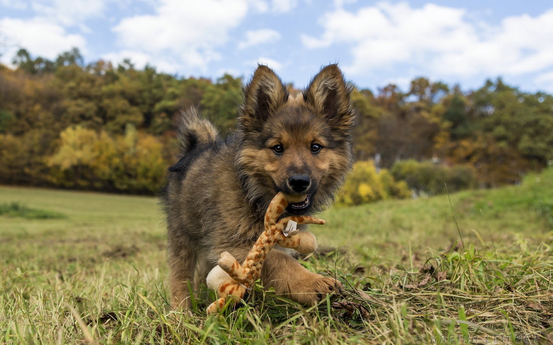 dog toy puppy