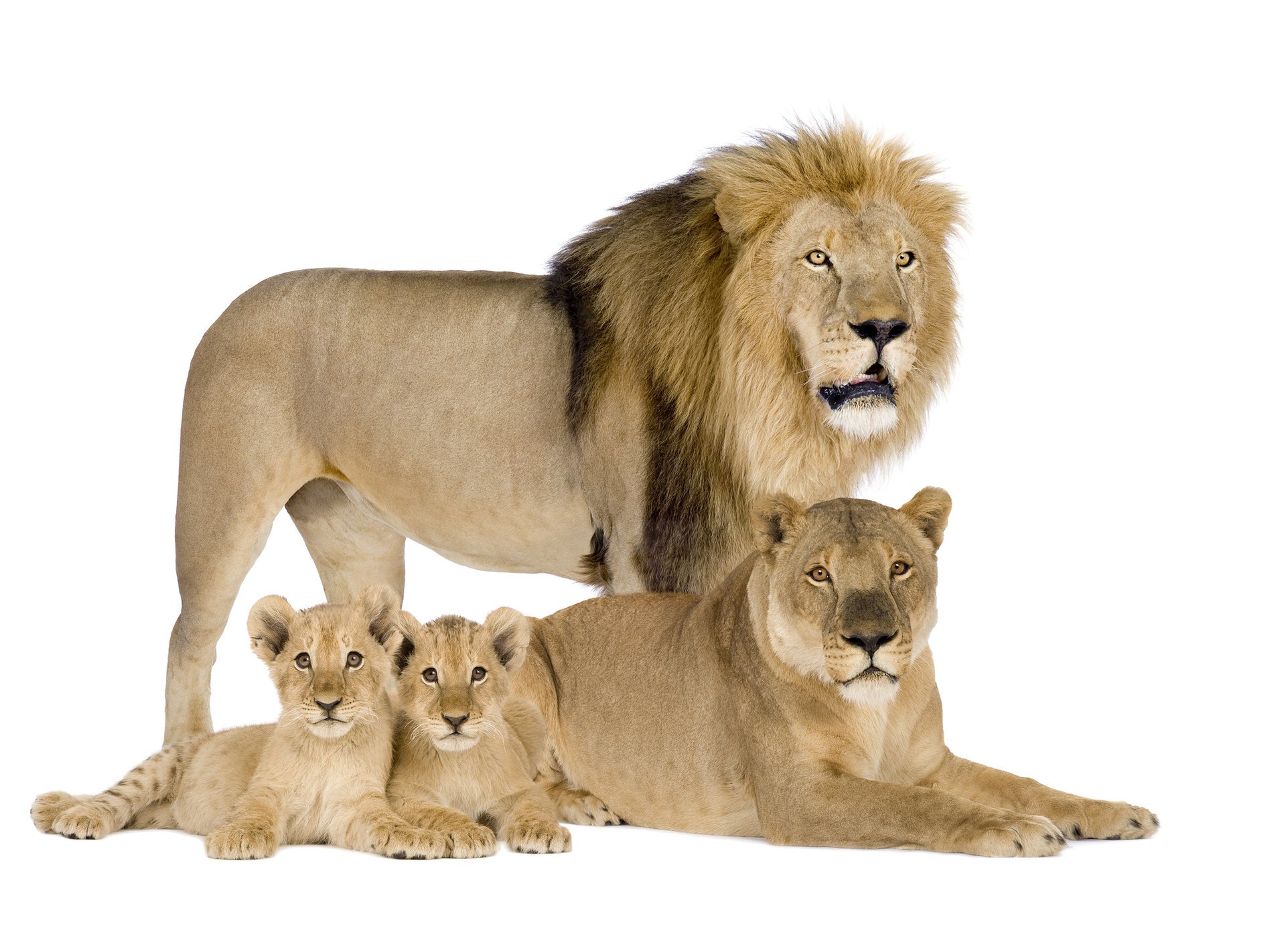 family lioness leo the cubs white background lion