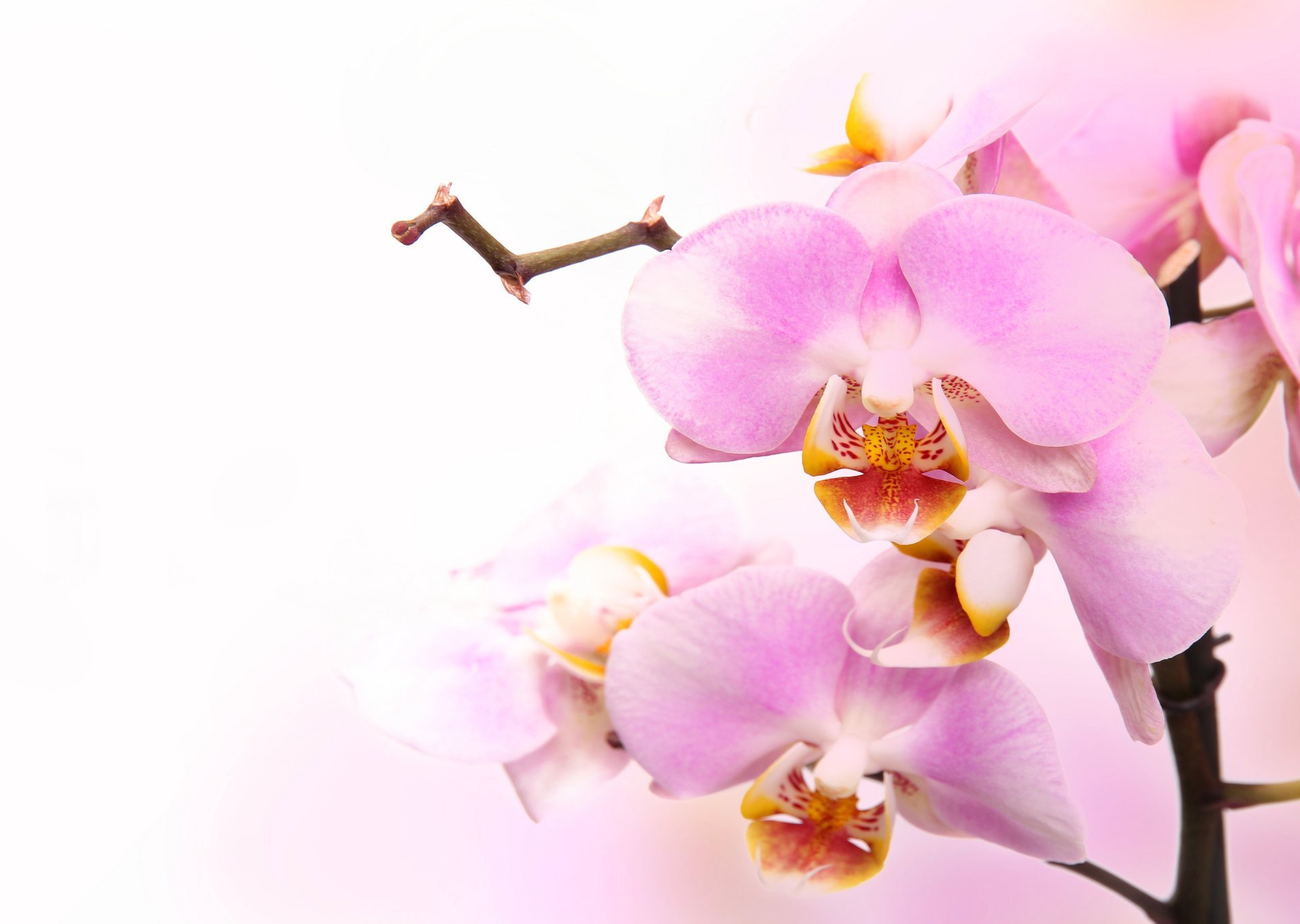 blumen orchid orchidee pink flowers petals branch phalaenopsis tenderness beauty