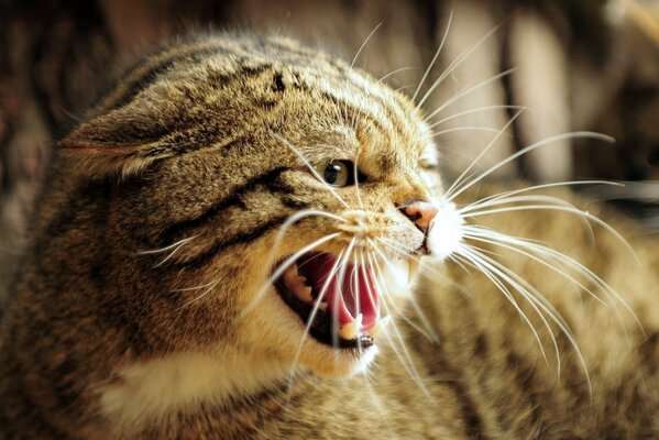 El gato del bosque europeo muestra los dientes