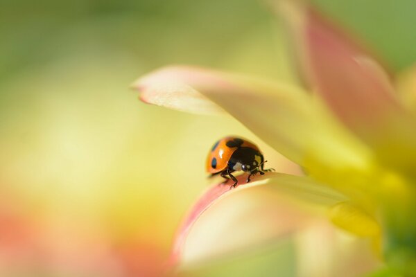 Coccinella sul petalo della dalia