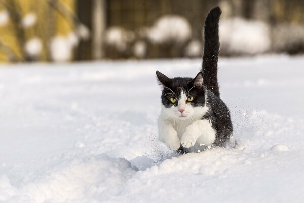 El invierno no es un obstáculo para correr un gato