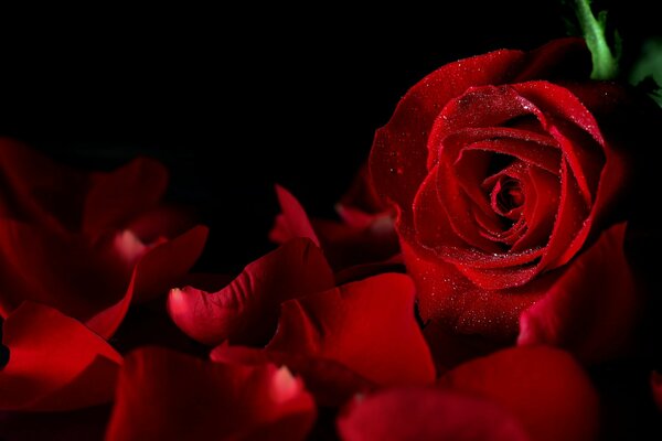 Бутон красной розы с капельками росой и упавшими лепесками