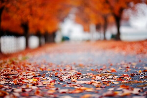 Herbstblätter auf nasser Straße