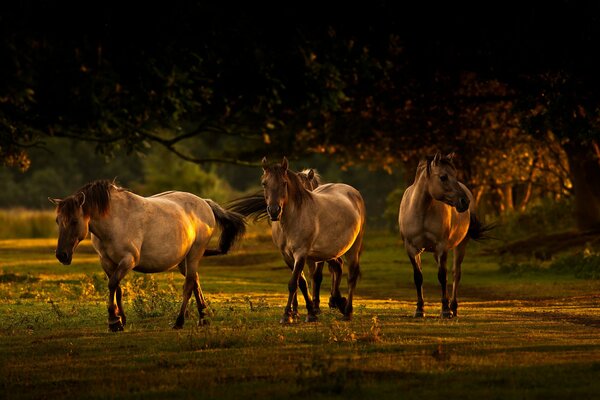 Los caballos pastan en verano al atardecer de Solz