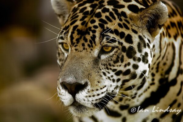 In the eyes of the jaguar, the main thing is not to reflect yourself