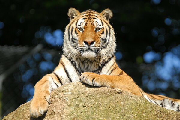 The handsome Amur tiger is resting on a rock