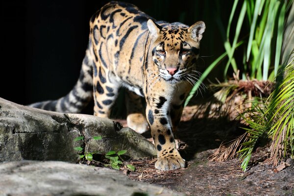 The coloring of this cat is similar to a smoky leopard