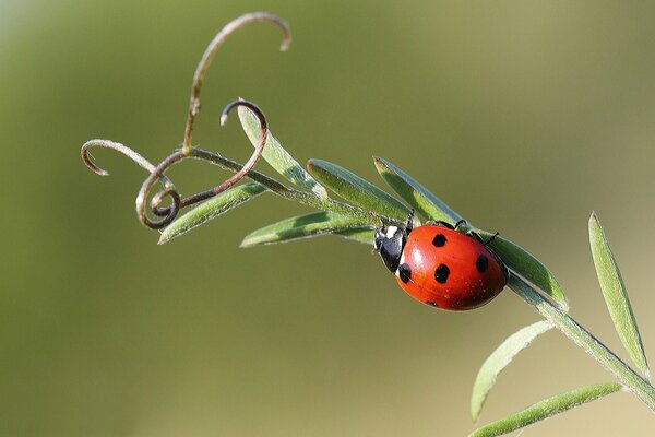 Ladybug on a blade of grass with antennae