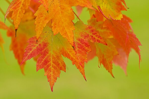 Autumn leaves on a green background