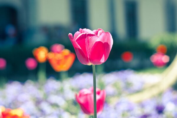 Różowy tulipan na tle polany kwiatów