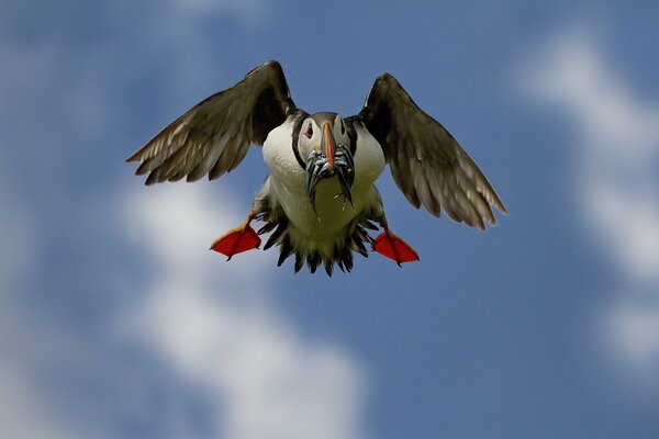 Vicolo cieco in volo con pescato con il pesce nel becco