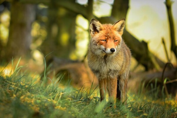 Junger Fuchs schimmert schlau