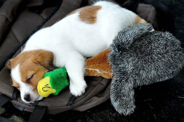 A puppy sleeps with a toy duck