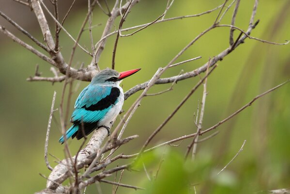 Martin pescatore seduto su un ramo di un albero secco su uno sfondo verde sfocato