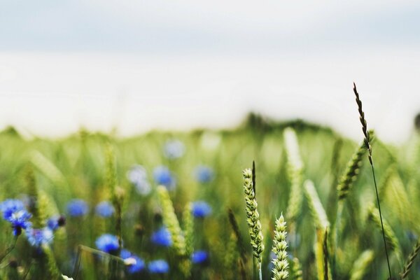 Champ vert avec des épis et des bleuets