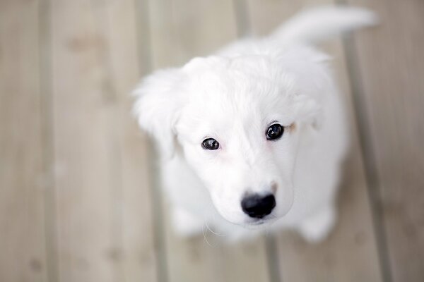 White puppy on wooden boards