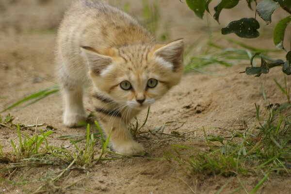 Das Katzenkätzchen schaut auf das Gras im Hof