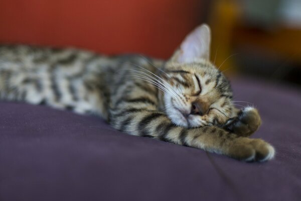 Le chat rayé dort doucement après le dîner