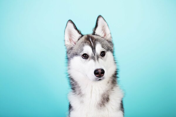 Chien Husky sur fond bleu