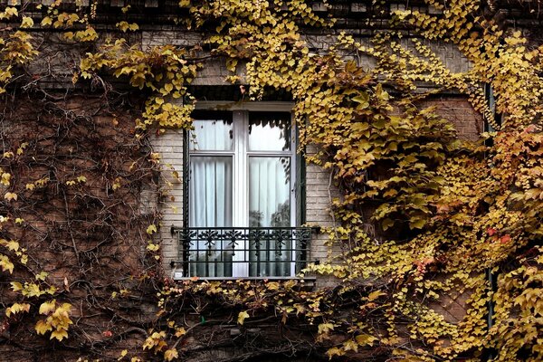 Ivy on an old Parisian house in autumn