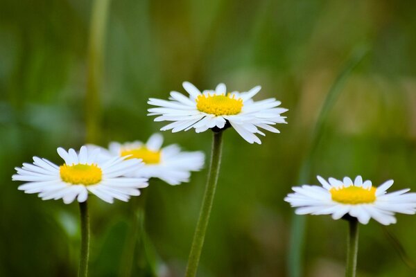 Flores blancas. Margaritas en el campo