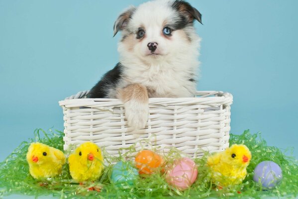 Chiot chien avec des oeufs de Pâques et des crampons