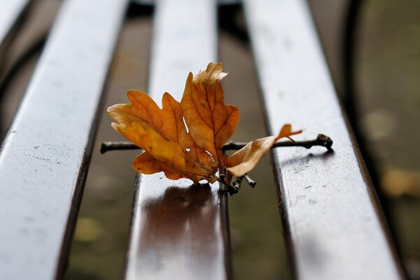 A branch of autumn leaves on a bench