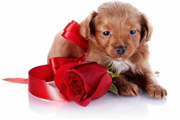 Cachorro de perro con regalo de rosa