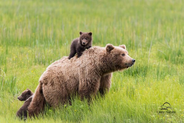 Mother bear with little cubs