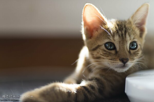 Striped handsome cat basking in the sun