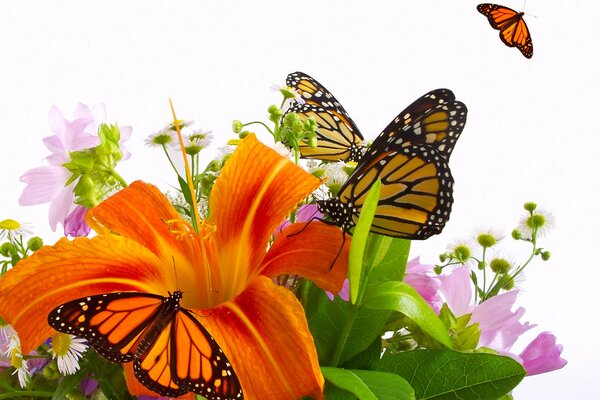 Bellissimo bouquet con gigli arancioni e farfalle. Locusta Di Giglio