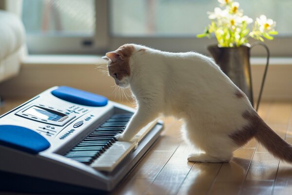 Gato en el piso de la casa tocando el sintetizador