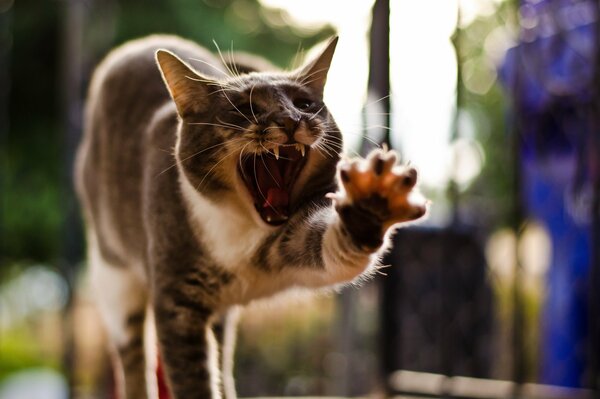 El gato bostezando se puso en pose