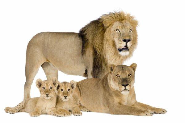 Hermosa familia de leones posa para fotógrafo