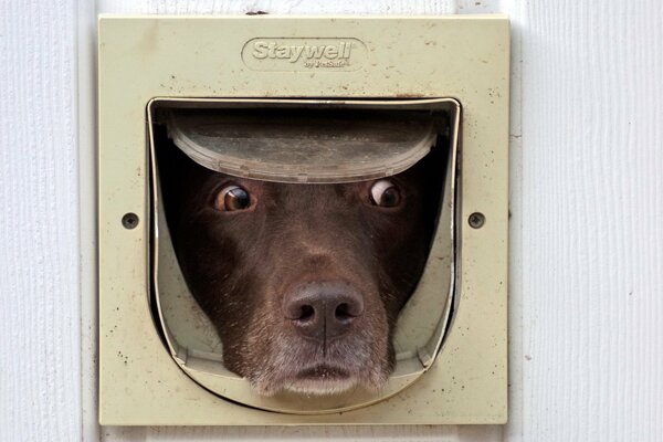 Sguardo canino fuori dalla porta