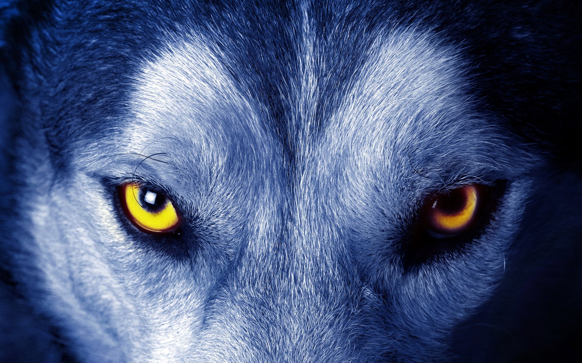 wolf eyes look wool