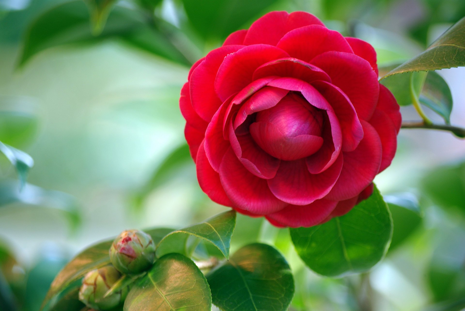 camellia red buds leaves background