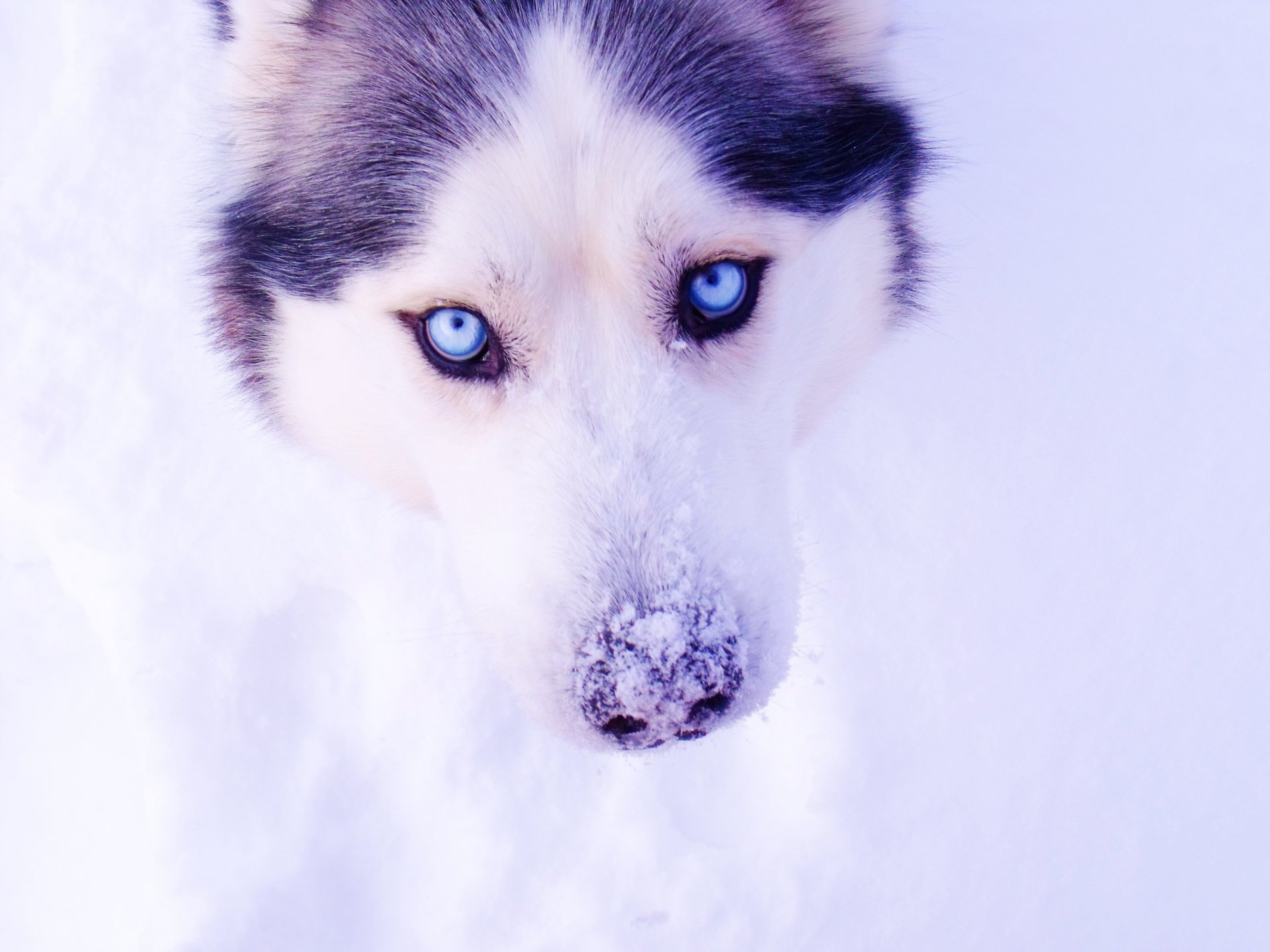 husky nieve ojos