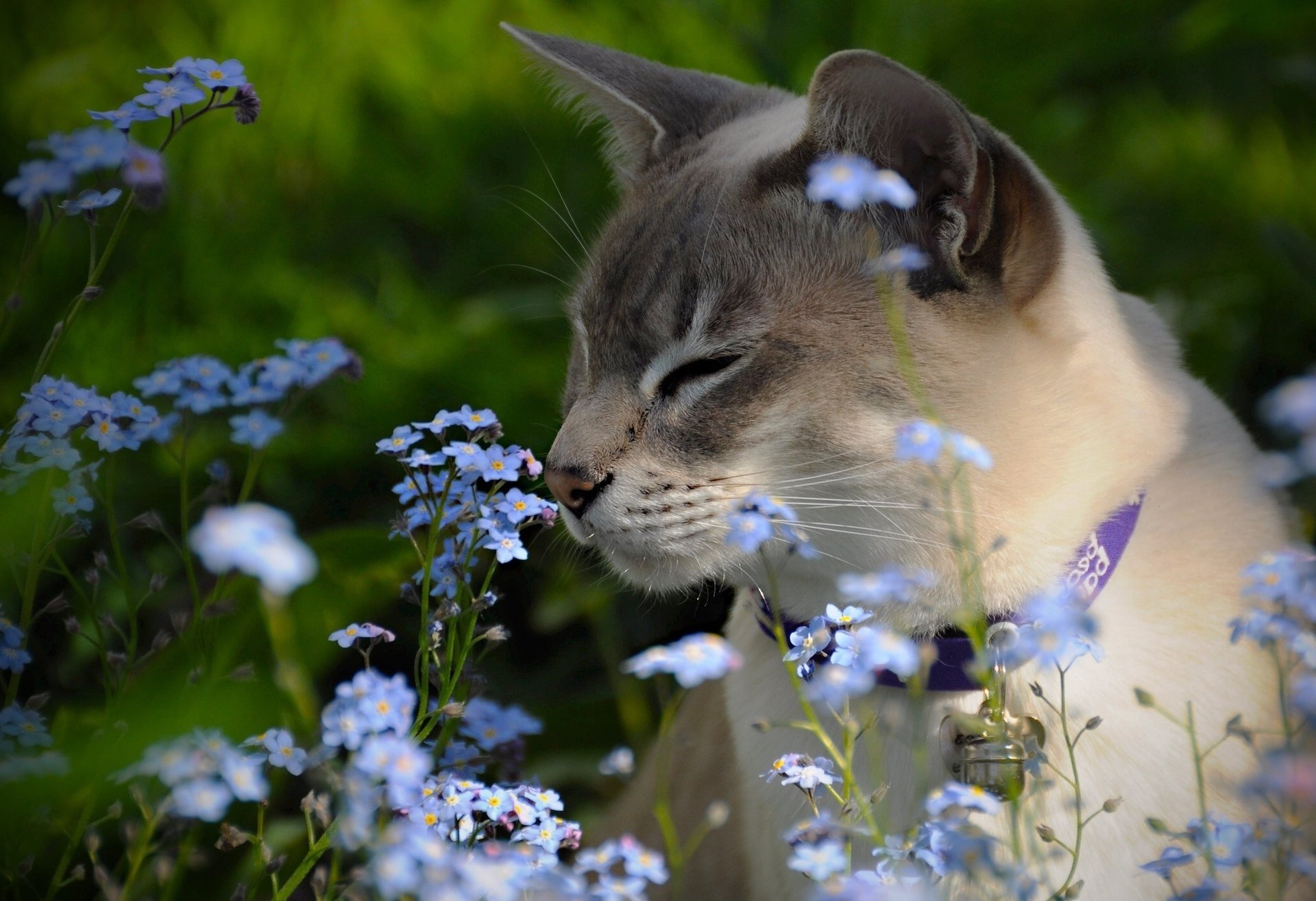 myosotis tonkinois chat tonkinien fleurs