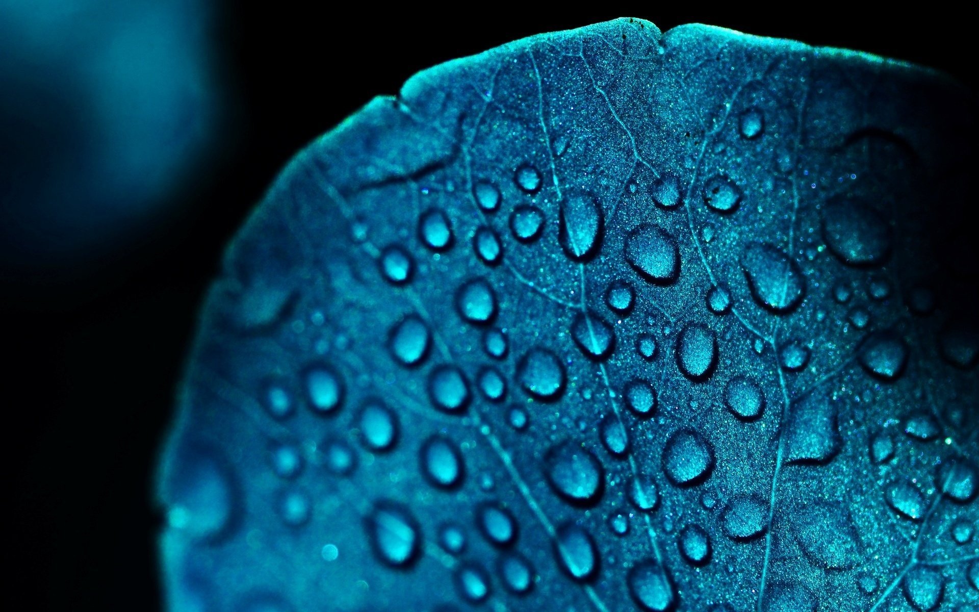 makro blau tropfen blätter blatt blau blatt