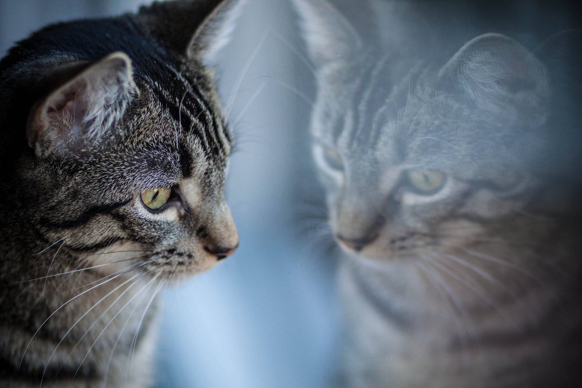 gato rayas reflexión gris