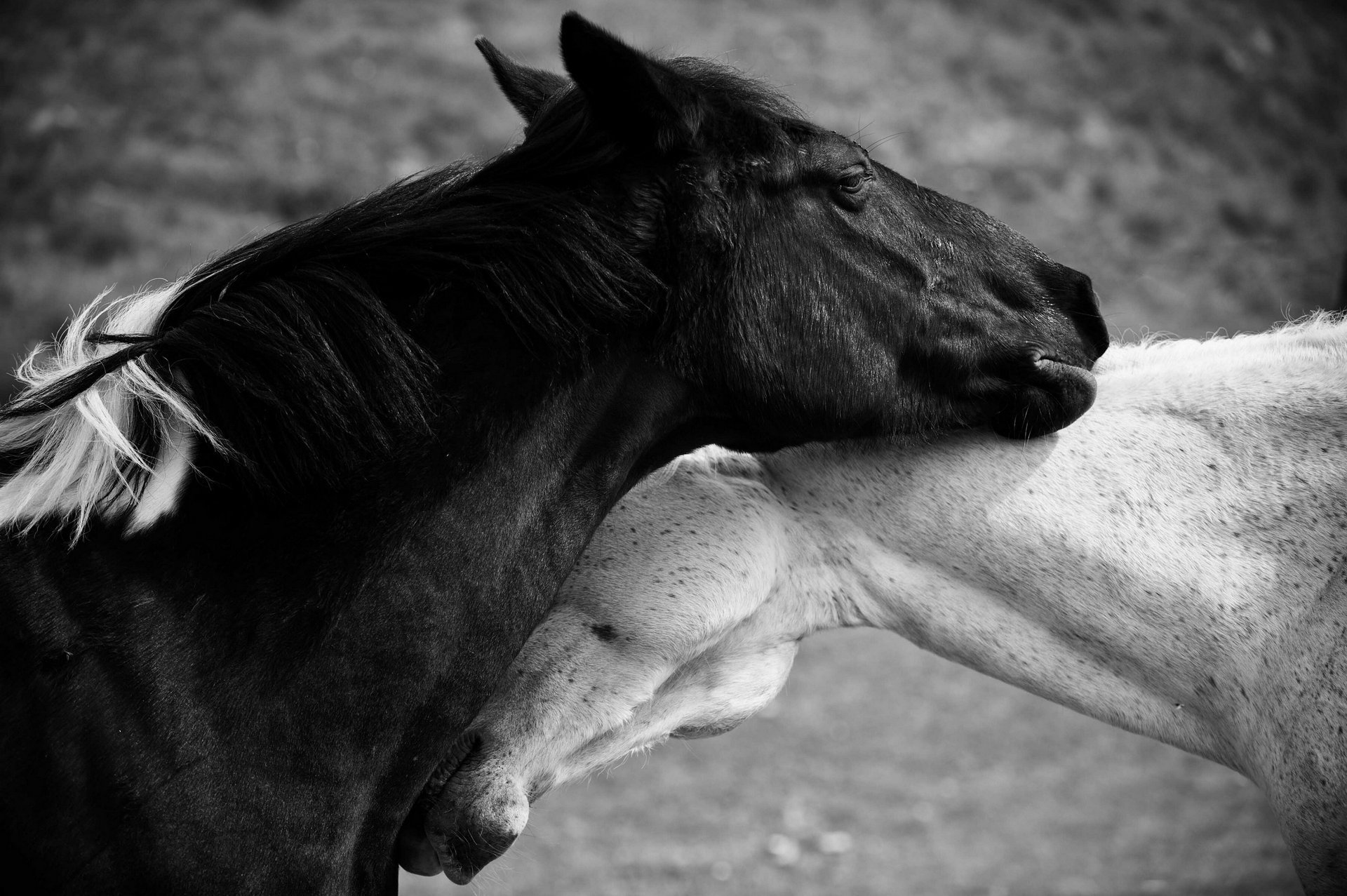 horse black and white photo horse love