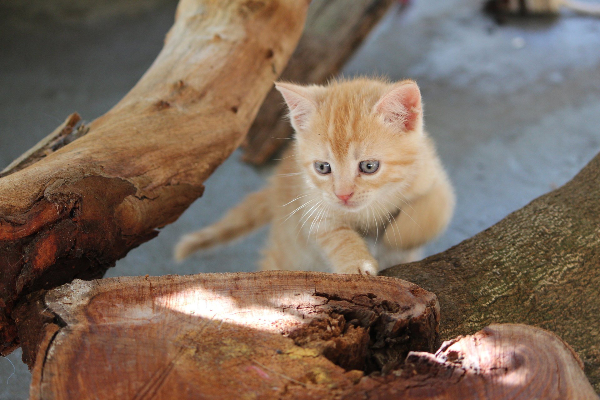 árbol espuma ojos azules pelirrojo gatito