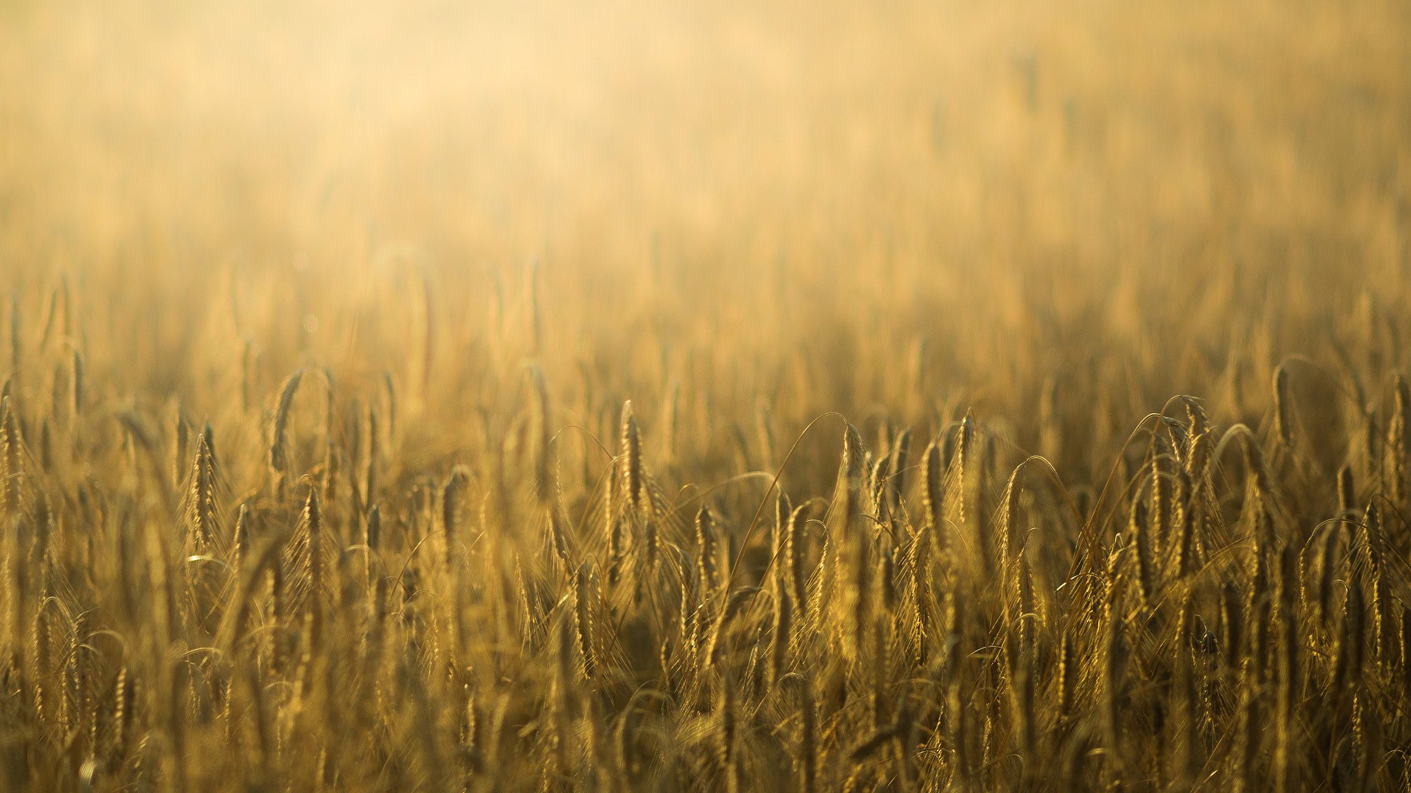 macro rye wheat spikelets ears spike field