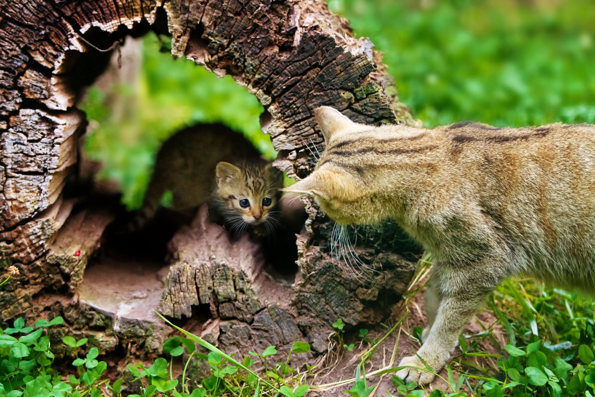 arbre dialogue sec souche chaton chat