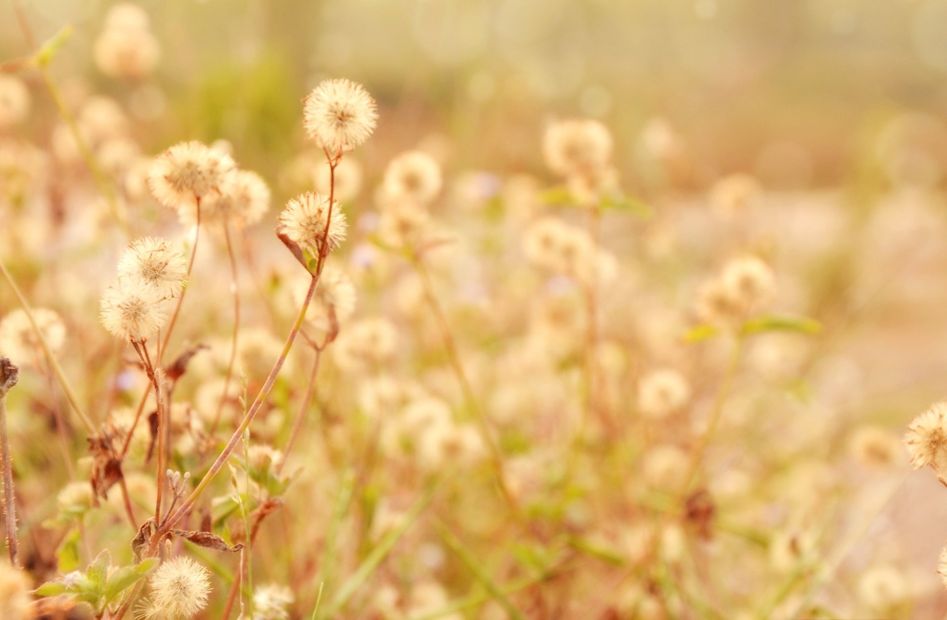 flowers macro background branches plant leave