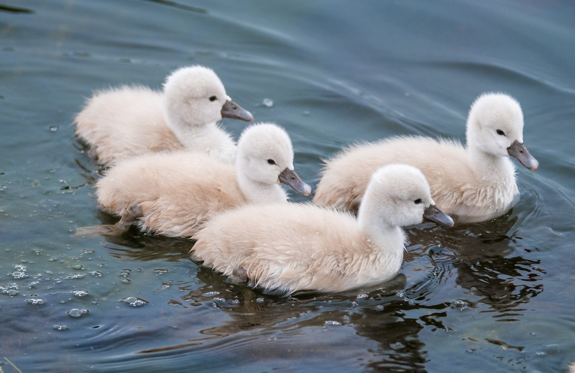 cigni acqua pulcini bambini piccoli cigni